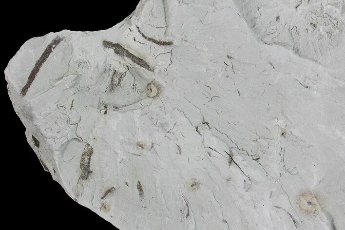Ediacaran Aged Fossil Worms (Sabellidites) - Estonia #73535